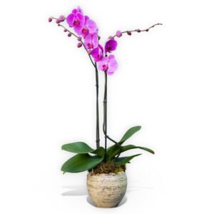 Double Stemmed Pink Orchid