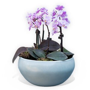 Orchids In A Bowl